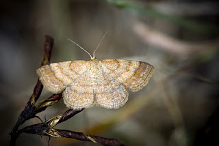 Scopula turbidaria